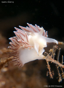 Flabellina triophina. Quadra Island, BC. Canon G10, Inon ... by Bea & Stef Primatesta 